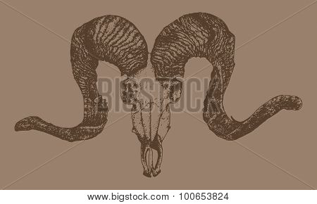 ram's skull