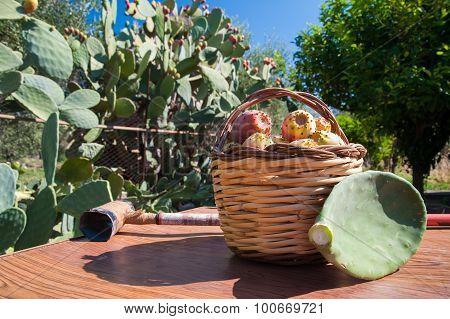 Harvest Time