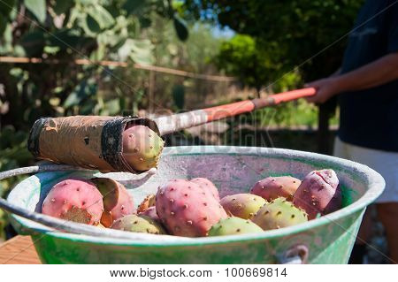 Harvest Time