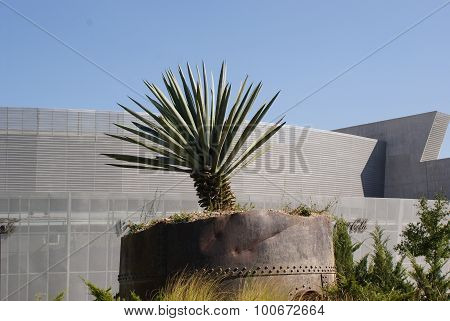 Maguey On The Sun