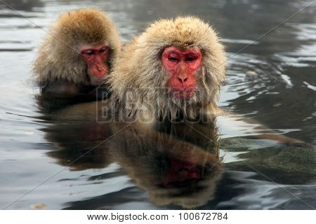 Snow monkeys macaque bathing in hot spring Nagano prefecture Japan