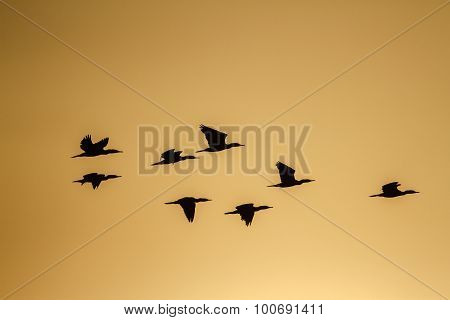 Indian Cormorant Flyiing In Sunrise, Sri Lanka