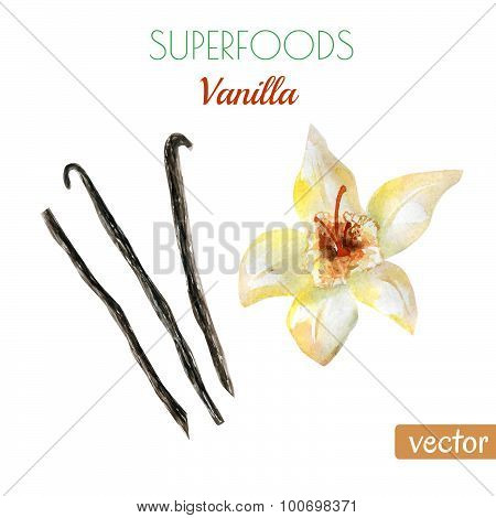 Hand Drawn Illustration Of Vanilla