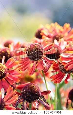 Helenium - Mariachi - Siesta