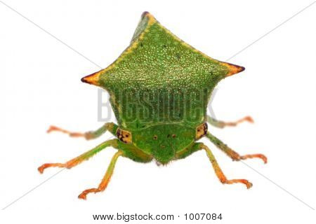 Frontansicht des ein Buffalo-Buckelzirpen