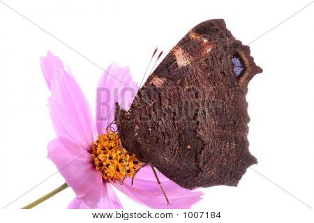 auf einer Blume Schmetterling