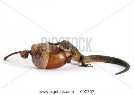 Wald-Eidechse und Eichel