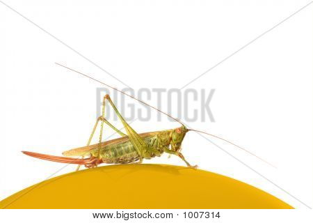 Grüne Heuschrecke auf eine goldene Kugel