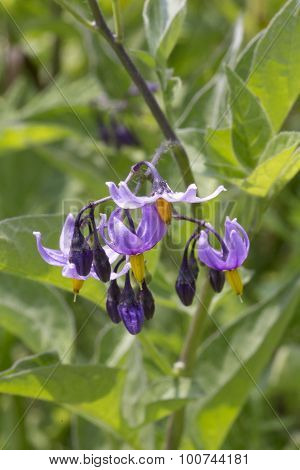 Climbing Nightshade Flowers