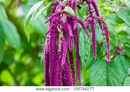 Flower Love-lies-bleeding
