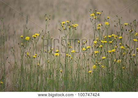 Yellow Hawkweed