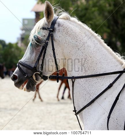 Side View Head Shot Of A Dressage Horse