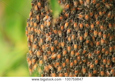 Bee and radiator