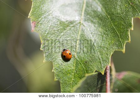 Ladybug On Green Birch Leaf