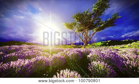 Lavender fields