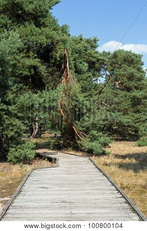 Planks way