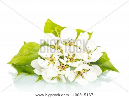 Apple flower isolated on the white