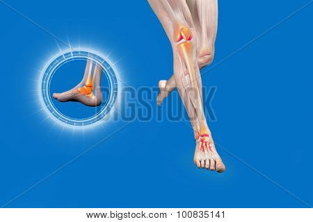 3d Illustration X-ray Image Of A Pair Of Legs.