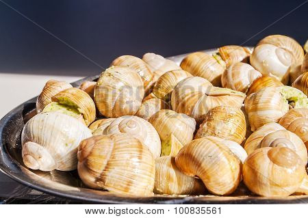 Exotic Snails Dish