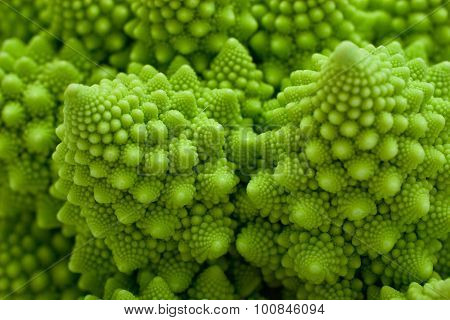 Cabbage romanesco, Brassica oleracea