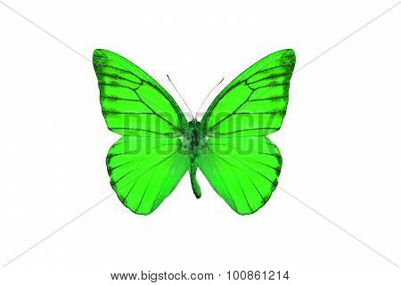 Orange Albatross Butterfly (appias Nero)