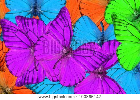 Orange Albatross Butterfly (appias Nero)