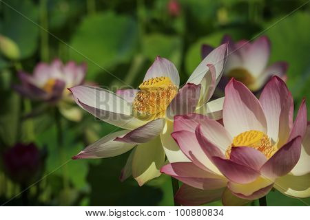 Beautiful Lotus Flower Closeup Shot