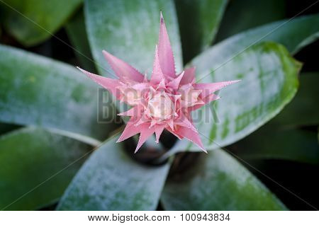 Cactus flower