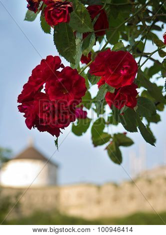 Flower with castle on the background