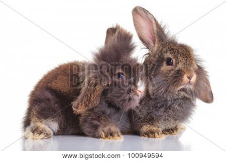 Side view of two lion head rabbit bunnys lying down on isolated background.
