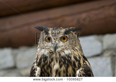 Gufo reale (Bubo Bubo)