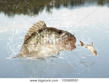 Big river perch (Perca fluviatilis). River predator