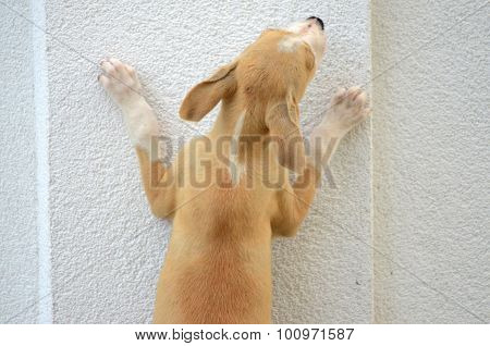 picture of a Puppy gog trying to jump over the wall