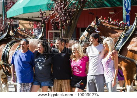 Budweiser Clydesdales In Coeur D' Alene, Idaho