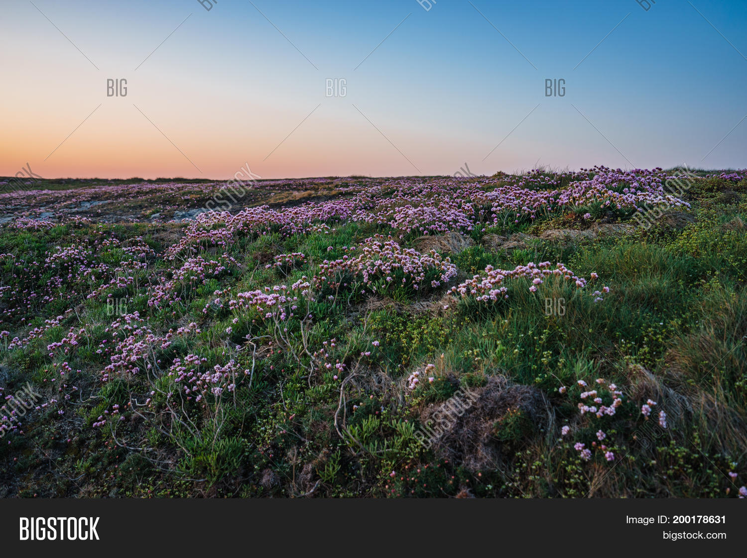 Image Preview