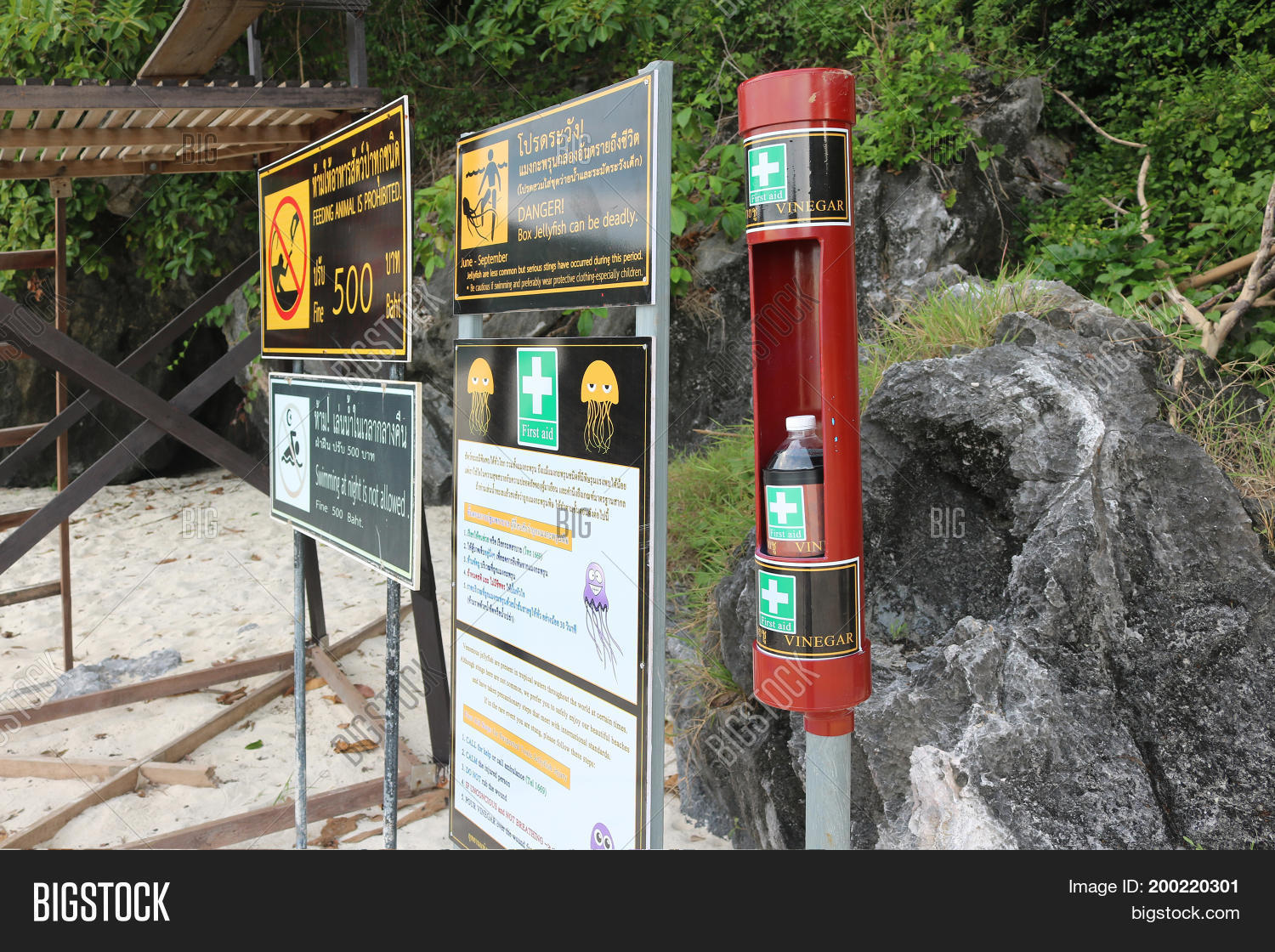 Vinegar Jellyfish Image & Photo (Free Trial) Bigstock