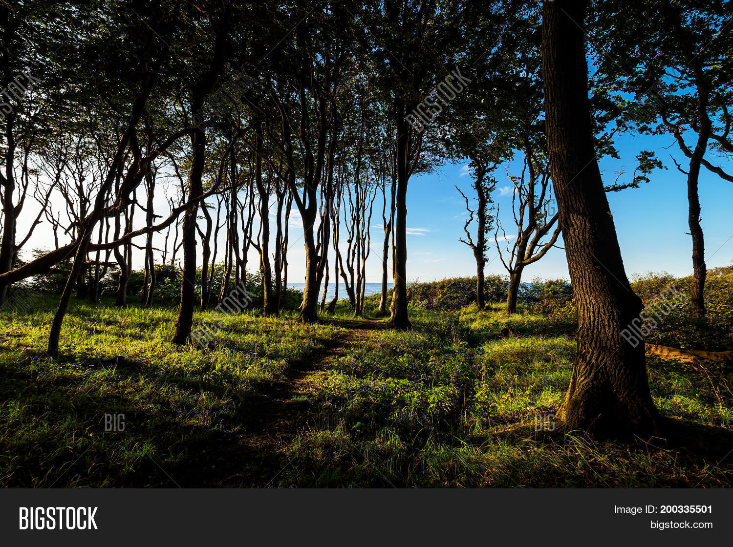 Image Preview