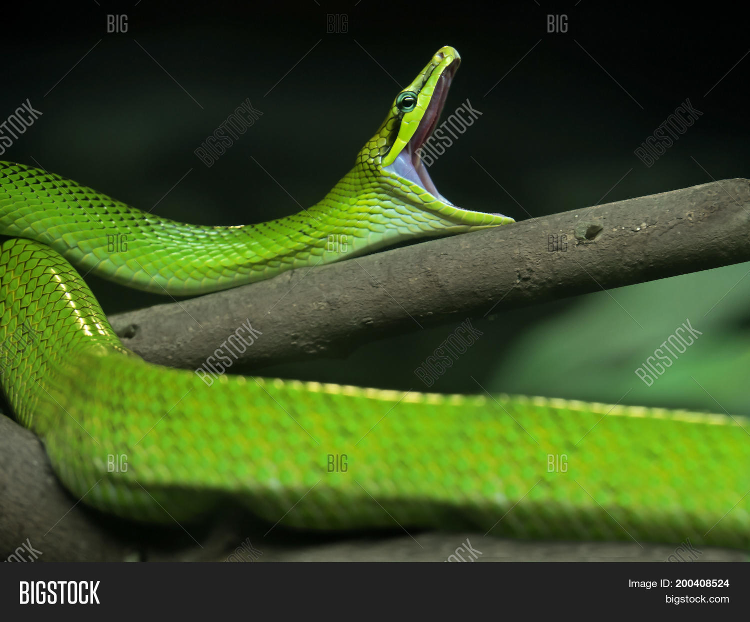 Image Preview