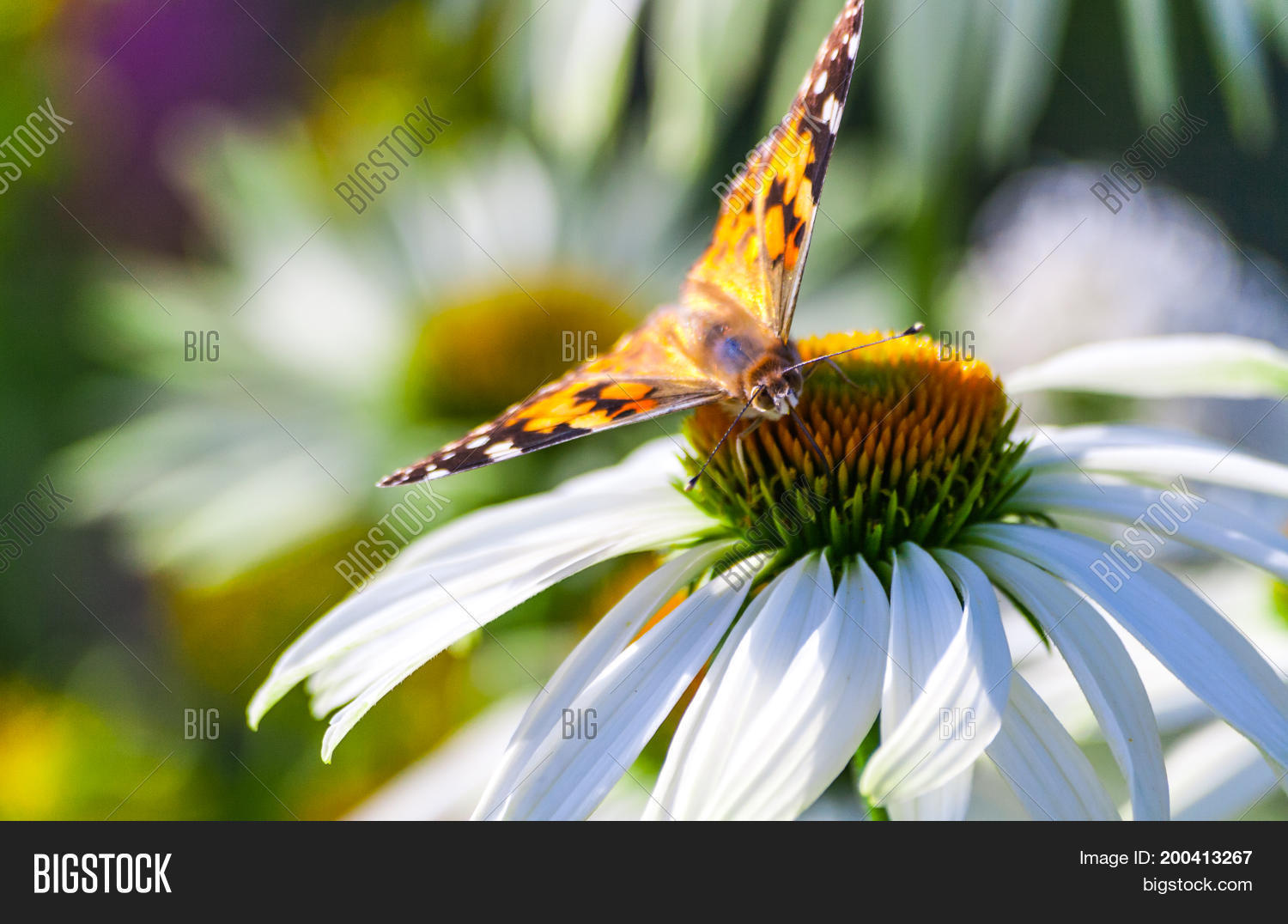 Image Preview