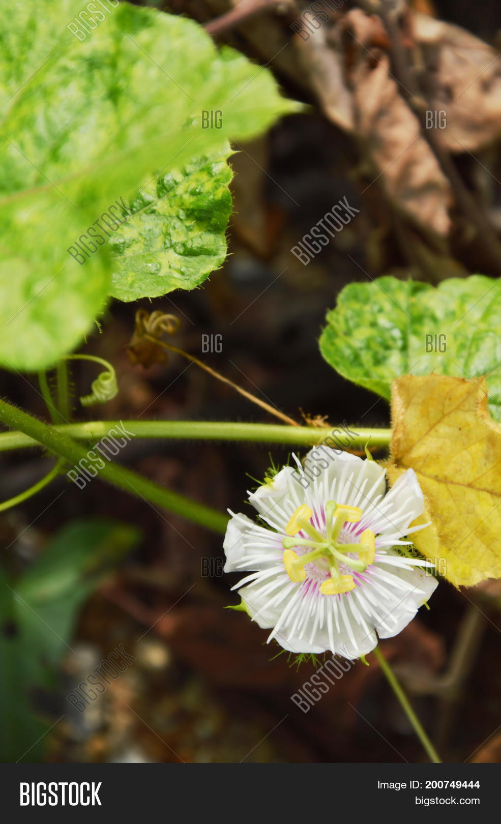 Image Preview