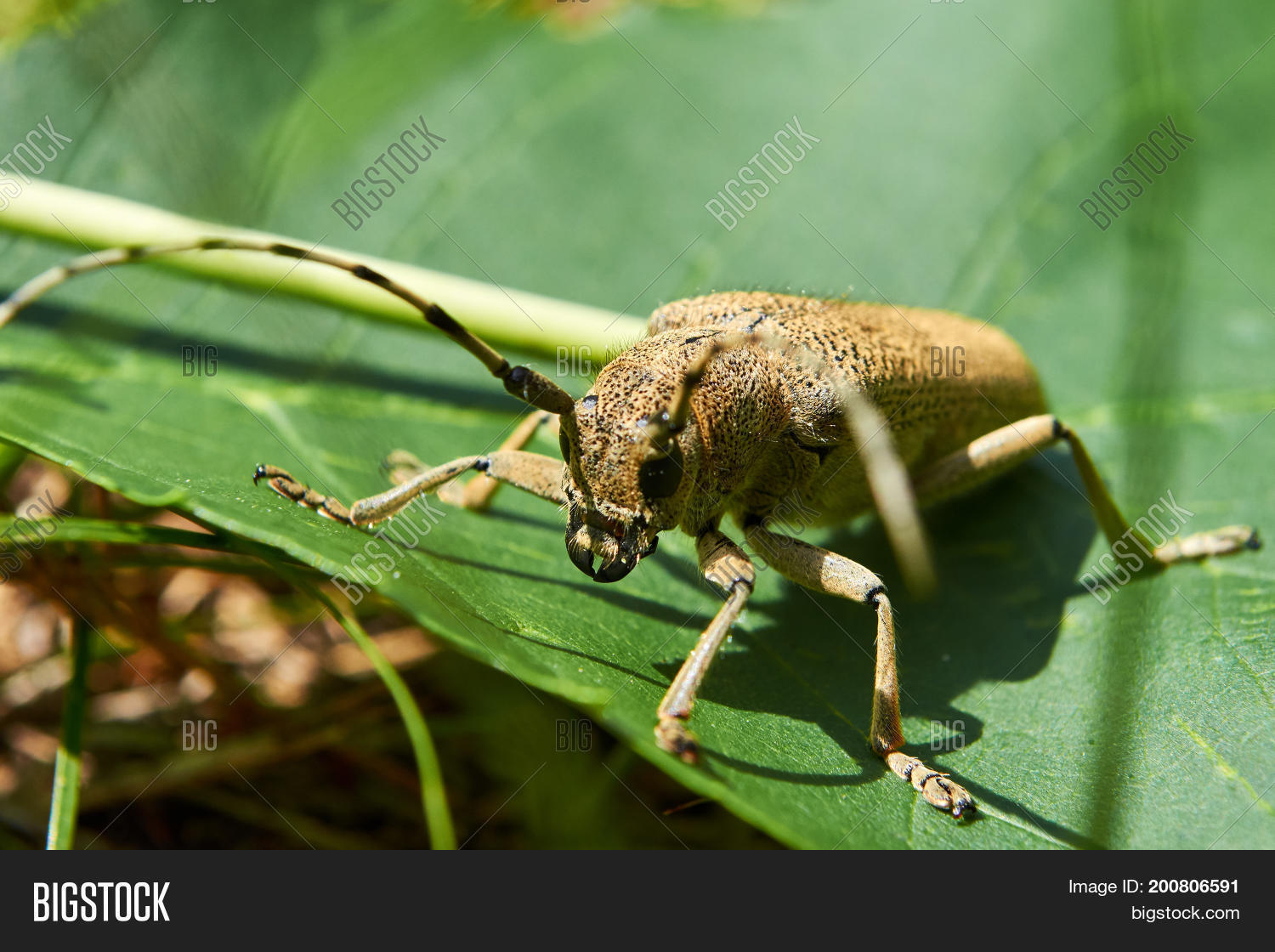 Image Preview