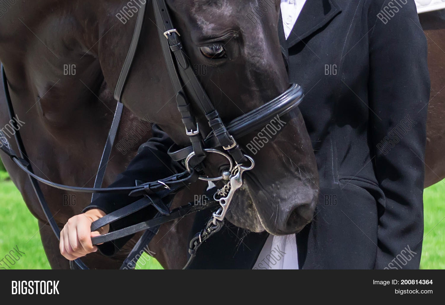 Portrait Thoroughbred Image Photo Free Trial Bigstock