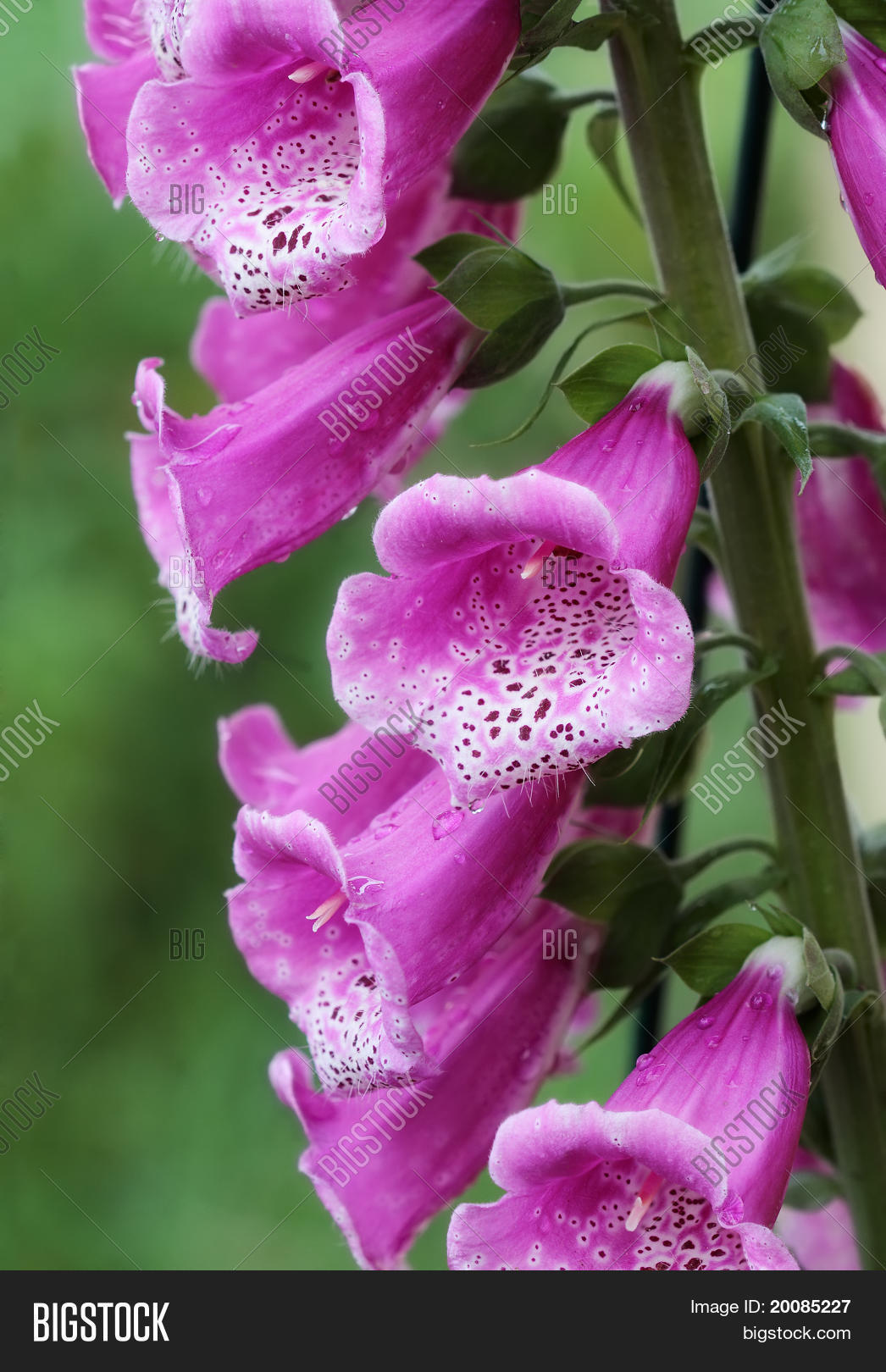 Image Preview