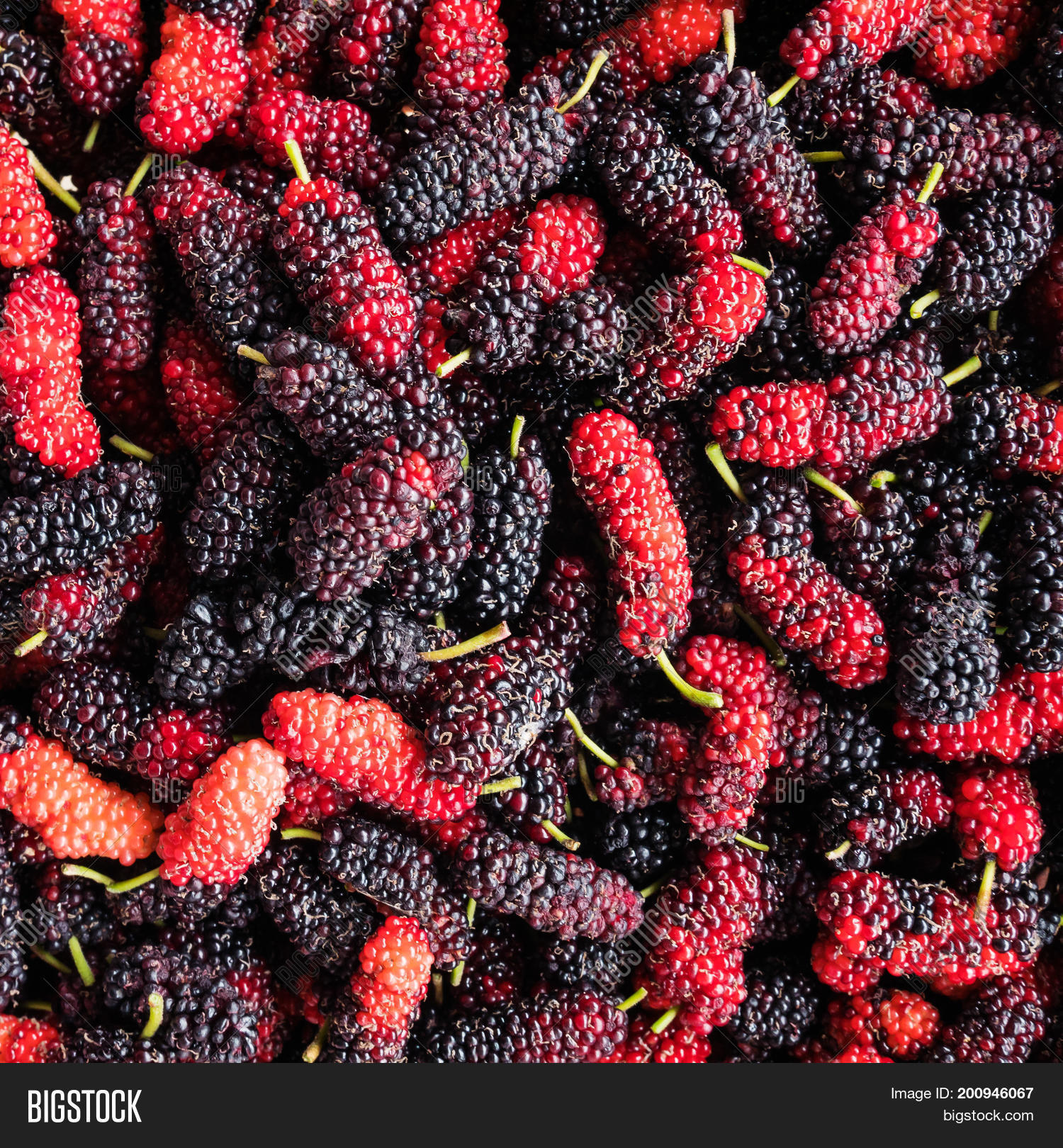 Mulberry Background Image & Photo (Free Trial) | Bigstock