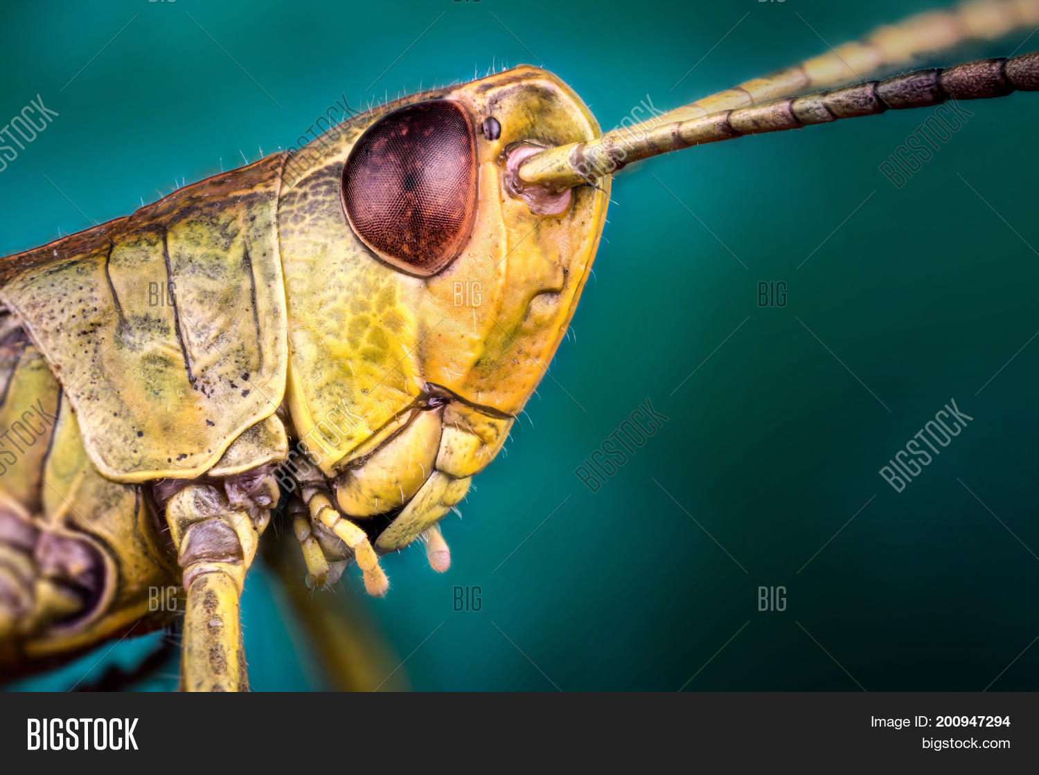 Image Preview