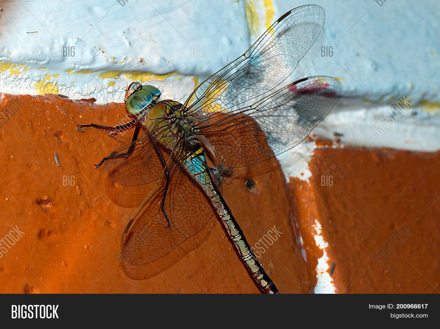 Image Preview