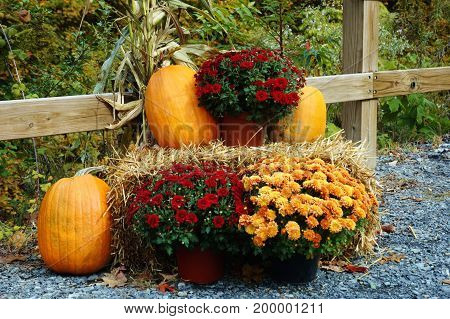 Mums and pumpkin and corn stock on a bale of hay near a wood fence