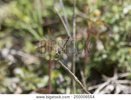 Female Blue Dasher Dragonfly