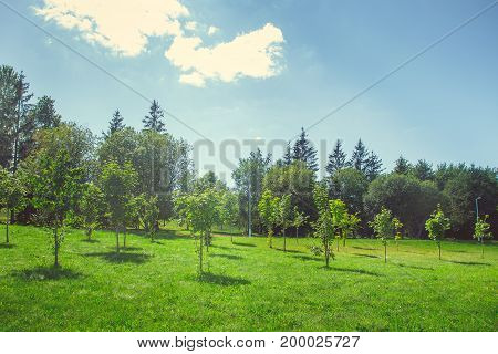 Forest park with a pond in the city center in bright sunny summer weather