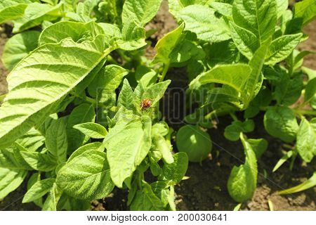 Potato bushes on plantation
